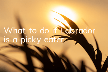 What to do if Labrador is a picky eater