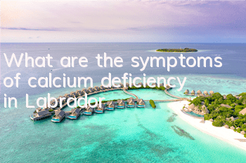 TWhat are the symptoms of calcium deficiency in Labrador?