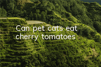 TCan pet cats eat cherry tomatoes?
