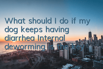 TWhat should I do if my dog ​​keeps having diarrhea? Internal deworming is the key!