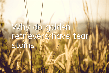 TWhy do golden retrievers have tear stains?