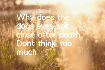 TWhy does the dog's eyes not close after death? Don't think too much!