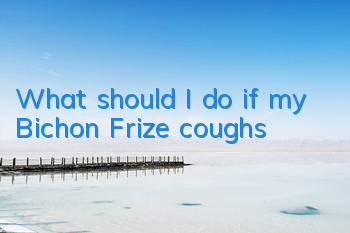 TWhat should I do if my Bichon Frize coughs?
