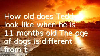 How old does Teddy look like when he is 11 months old? The age of dogs is different from that of humans.