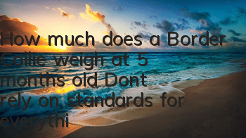 THow much does a Border Collie weigh at 5 months old? Don’t rely on standards for everything