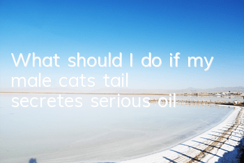 TWhat should I do if my male cat’s tail secretes serious oil?