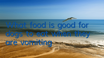 TWhat food is good for dogs to eat when they are vomiting?