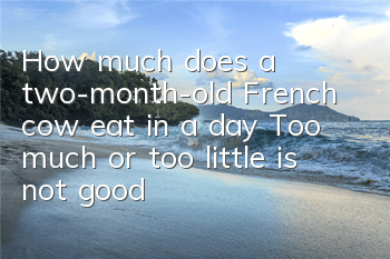 THow much does a two-month-old French cow eat in a day? Too much or too little is not good!