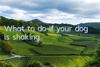 TWhat to do if your dog is shaking