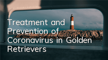 TTreatment and Prevention of Coronavirus in Golden Retrievers