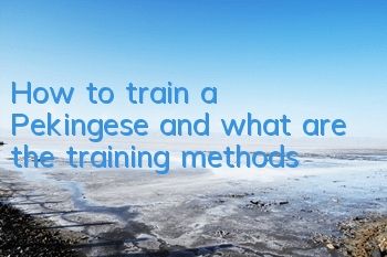 THow to train a Pekingese and what are the training methods?