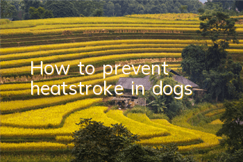 THow to prevent heatstroke in dogs