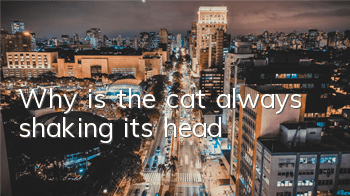 TWhy is the cat always shaking its head?