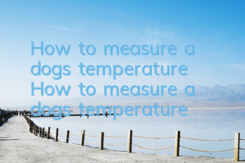 THow to measure a dog’s temperature How to measure a dog’s temperature