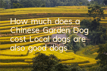 THow much does a Chinese Garden Dog cost? Local dogs are also good dogs!