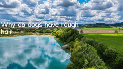 TWhy do dogs have rough hair?