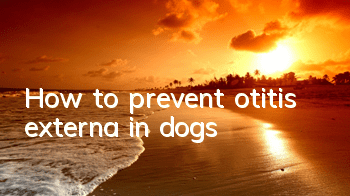 THow to prevent otitis externa in dogs