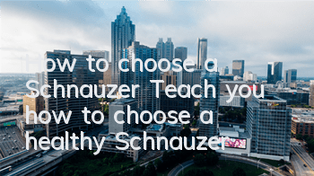 THow to choose a Schnauzer? Teach you how to choose a healthy Schnauzer