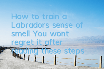 THow to train a Labrador’s sense of smell? You won’t regret it after reading these steps!