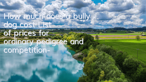 THow much does a bully dog ​​cost? List of prices for ordinary, pedigree and competition-grade dogs
