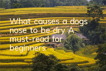 TWhat causes a dog’s nose to be dry? A must-read for beginners!