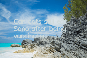 TCan cats still eat Sono after being vaccinated?