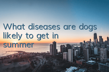 TWhat diseases are dogs likely to get in summer?