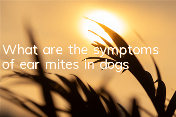 What are the symptoms of ear mites in dogs?