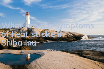 What are the symptoms of heat stroke in Shiba Inu?