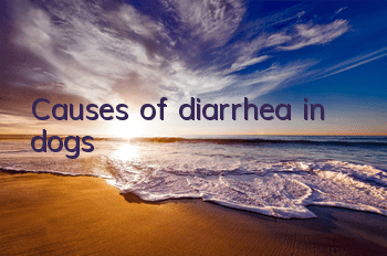 TCauses of diarrhea in dogs