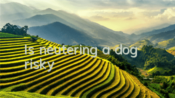TIs neutering a dog risky?