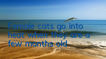 TFemale cats go into heat when they are a few months old