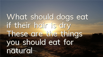 TWhat should dogs eat if their hair is dry? These are the things you should eat for natural hair!
