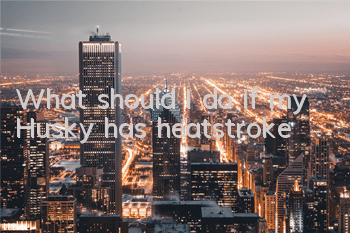 What should I do if my Husky has heatstroke?
