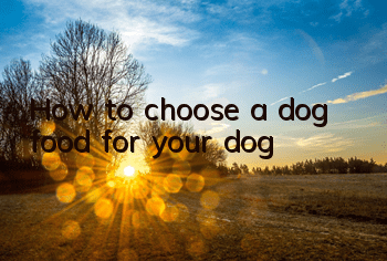 THow to choose a dog food for your dog