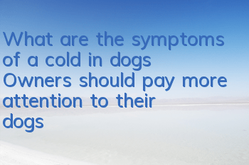 TWhat are the symptoms of a cold in dogs? Owners should pay more attention to their dogs!