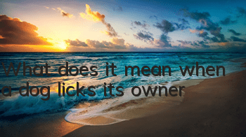 TWhat does it mean when a dog licks its owner?