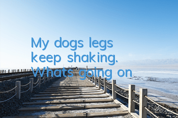 TMy dog's legs keep shaking. What's going on?