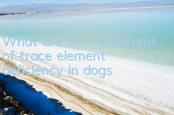 What are the symptoms of trace element deficiency in dogs?
