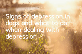 Signs of depression in dogs and what to do when dealing with depression