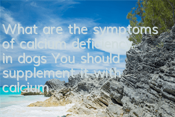 What are the symptoms of calcium deficiency in dogs? You should supplement it with calcium!