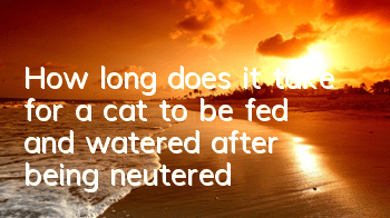 How long does it take for a cat to be fed and watered after being neutered?
