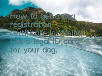 THow to get a dog registration certificate in Weihai? Get a legal ID card for your dog.