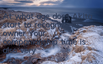 At what age does Akita start to recognize its owner? Your companionship time is also very critical.
