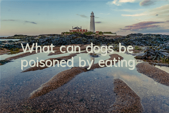 What can dogs be poisoned by eating?
