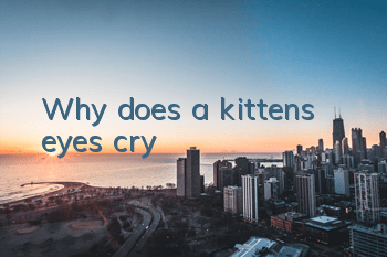 Why does a kitten’s eyes cry?