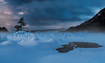 What can’t dogs eat?