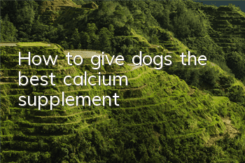 How to give dogs the best calcium supplement
