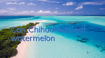 TCan Chihuahuas eat watermelon?