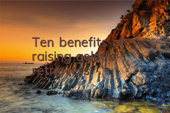 TTen benefits of raising golden retrievers